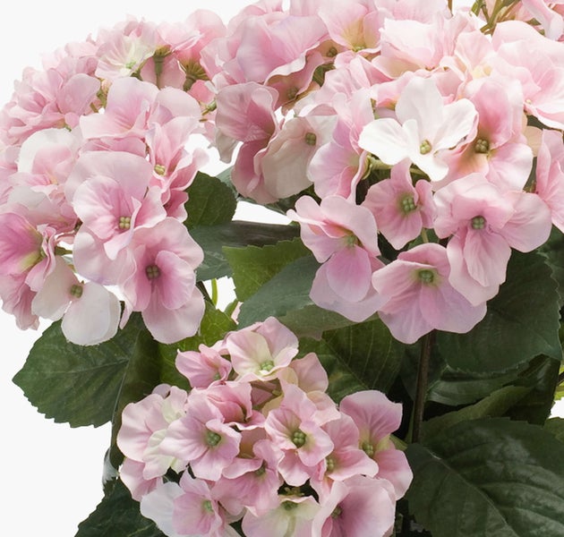 Hortensie mit rosa Blüten und grünen Blättern.