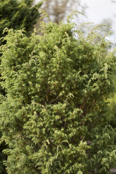 Juniperus communis 'Bruns', Wacholder, 40–60 cm