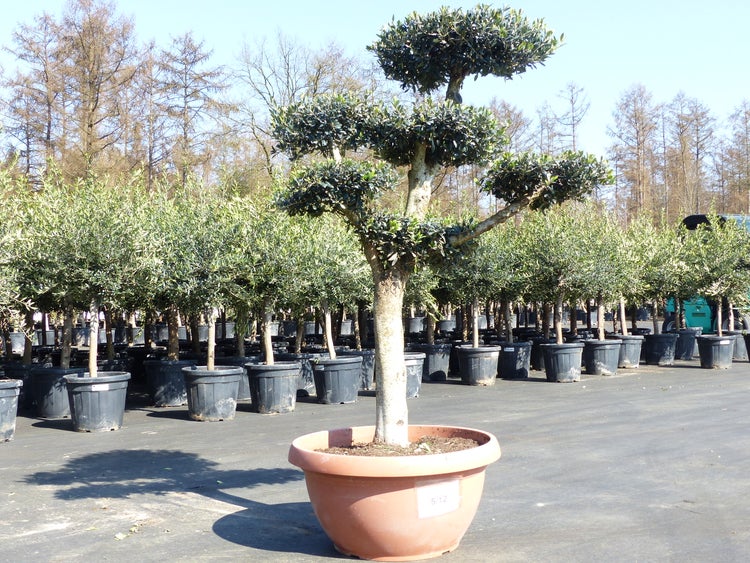 Olivenbaum Pon Pon 180 cm Bonsai Formgehlz, winterhart | HORNBACH