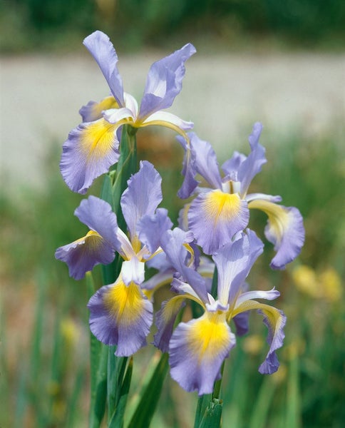 Nahaufnahme von Schwertlilienblüten