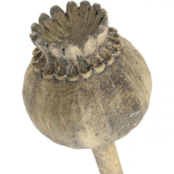 Dekorative Mohnblume für den Garten