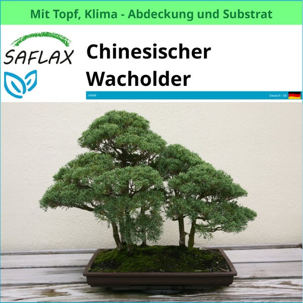 Chinesischer Wacholder Bonsai im Topf von Saflax