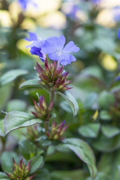 Ceratostigma plumbaginoides, Bleiwurz, blau blühend, ca. 9x9 cm Topf