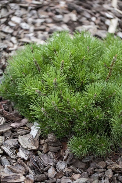 Zwergkiefer im Gartenbeet