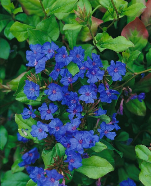 Bleiwurz Pflanze mit Blüten und Blättern