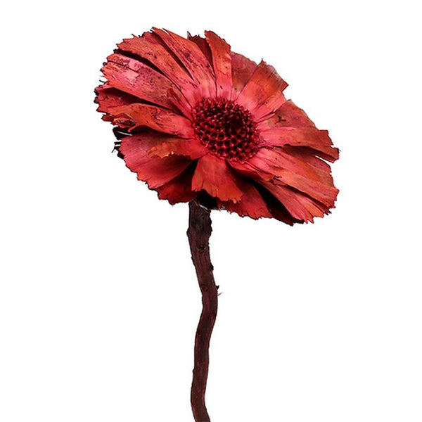 Dekorative Trockenblume auf Stiel