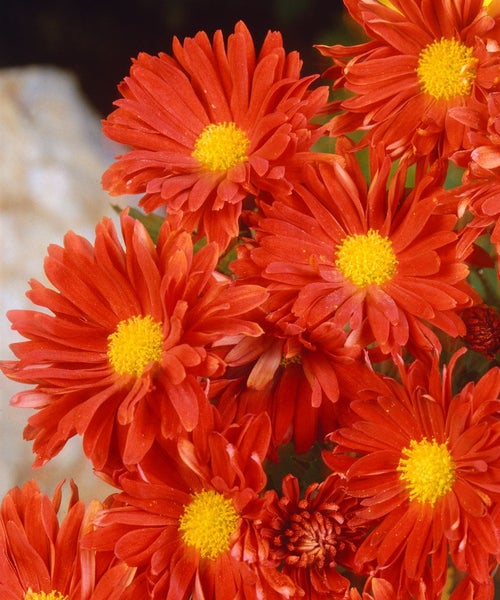 Chrysanthemum x hort.'Havelschwan', Chrysantheme, weiß, ca. 9x9 cm Topf