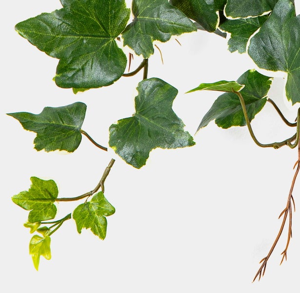 Künstlicher Efeu als Hängepflanze mit grün-weißen Blättern aus Kunststoff.