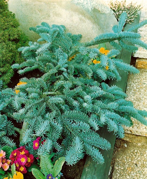 Zierlicher blauer Nadelbaum mit dichter Belaubung im Garten.