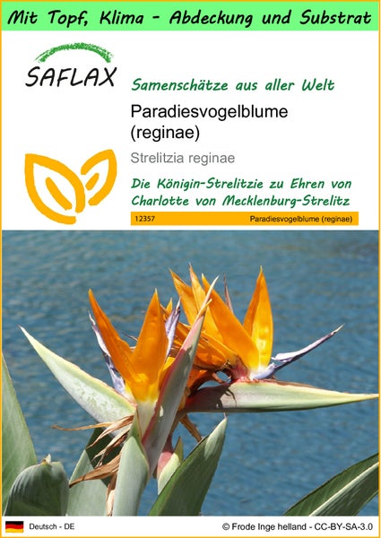 SAFLAX Garden to go - Paradiesvogelblume (reginae) - Strelitzia reginae - 5 Samen - Mit Topf, Klima - Deckel und Anzuchtsubstrat