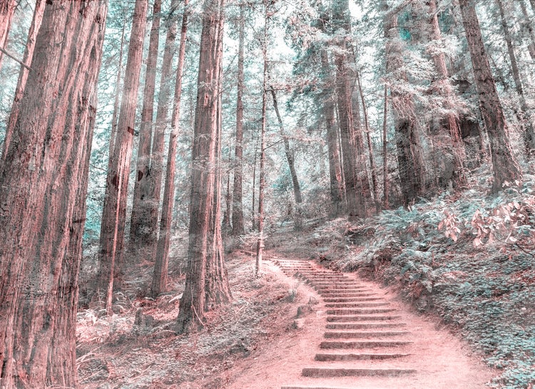 Vliestapete mit Waldmotiv, hohe Bäume und eine gewundene Treppe auf einem hellen Waldpfad.