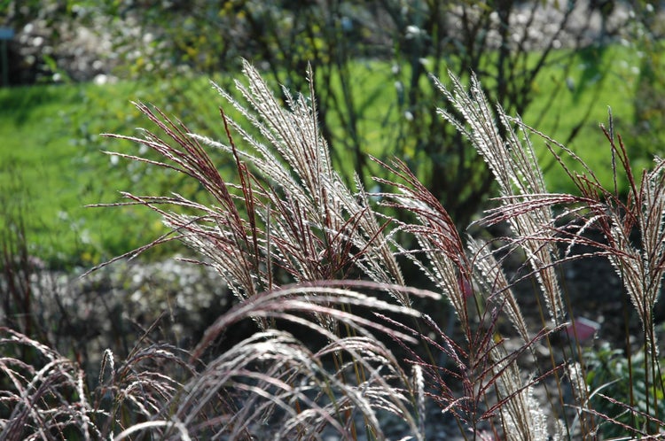Chinaschilf im Garten