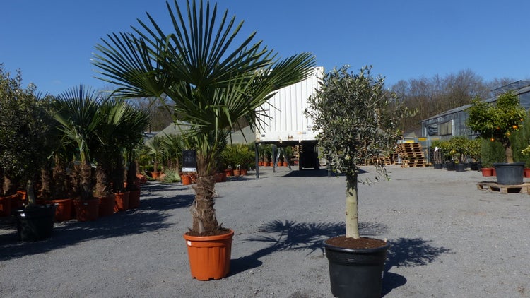 Hanfpalme und Olivenbaum in Pflanztöpfen auf einem Baumschulgelände.