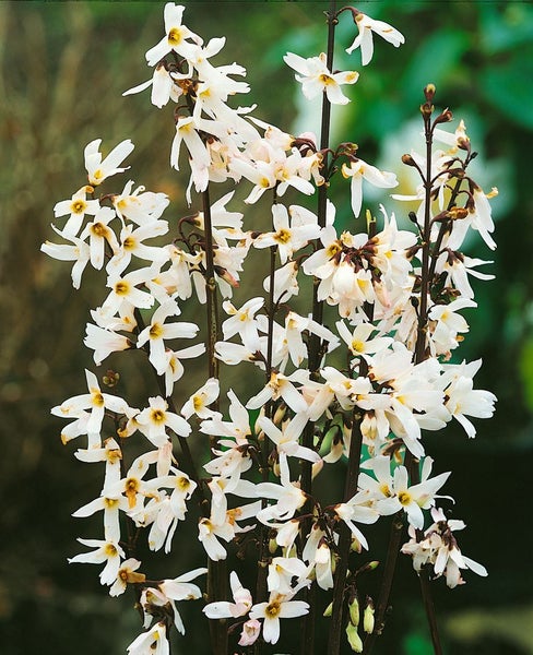 Abeliophyllum distichum, Weiße Forsythie, duftend, 40–60 cm