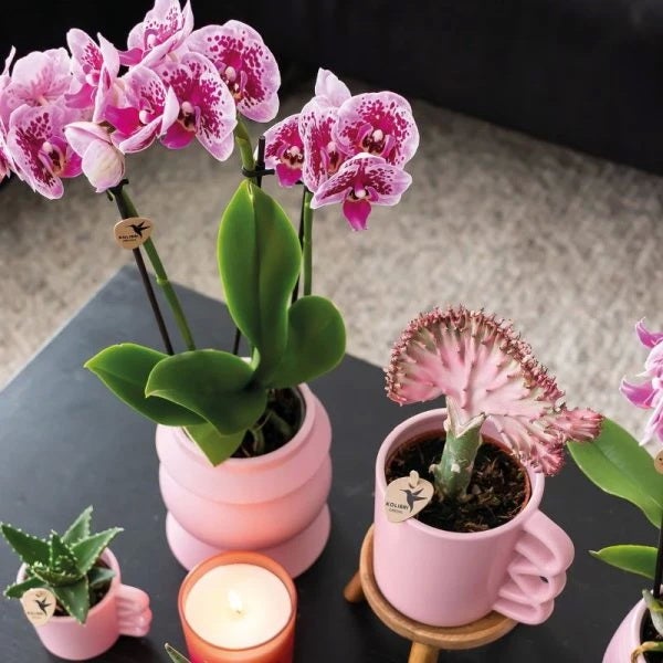 Übertopf Happy Mug - glücklicher Kaffebecher - fröhliche Keramik passend für 9cm Töpfe - pink