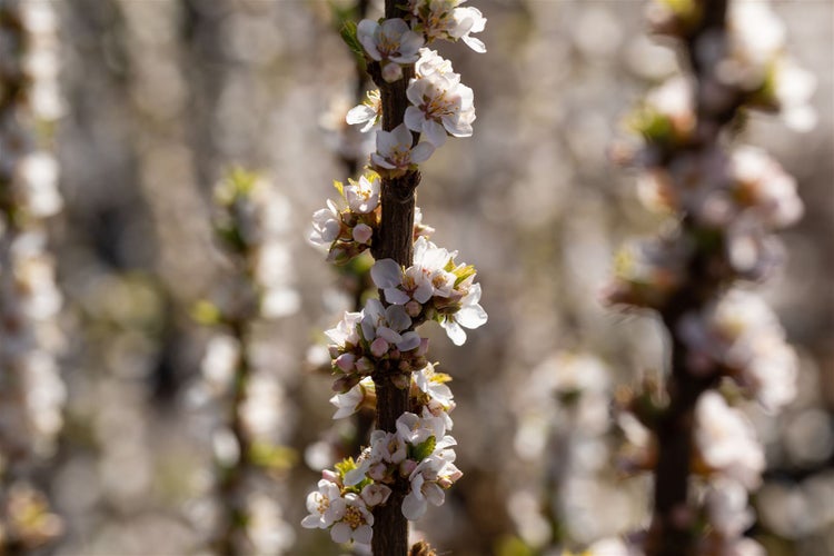 Prunus tomentosa, Nanking-Kirsche, 60–100 cm, winterhart