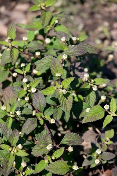 Lippia nodiflora Pflanze mit grünen Blättern und kleinen weißen Blüten.