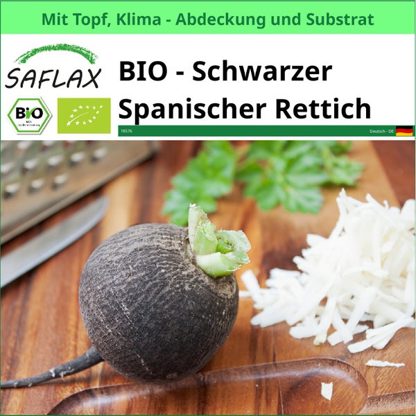 Bio Schwarzer Spanischer Rettich von Saflax mit Topf, Klimaabdeckung und Substrat