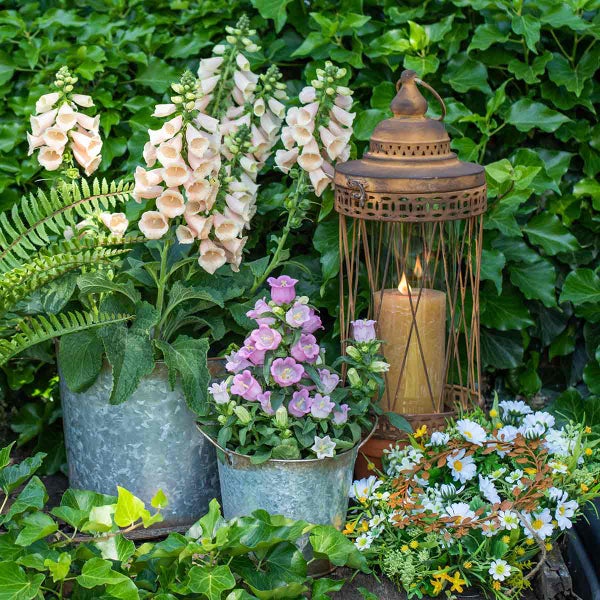 Dekorative Gartenszene mit Pflanzen in Zinktöpfen, einer Laterne und einem Blumenkranz vor einer grünen Hecke.