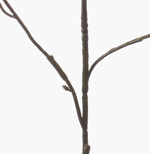 Brauner, fein verzweigter Ast mit kleinen Knospen.