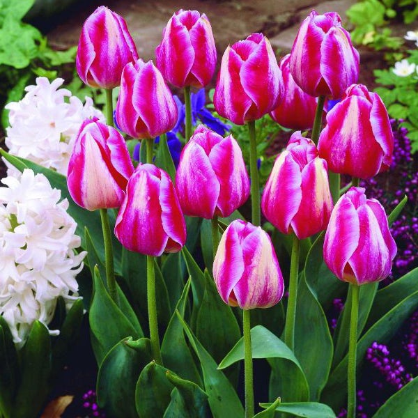 Nahaufnahme von Tulpenblüten im Gartenbeet