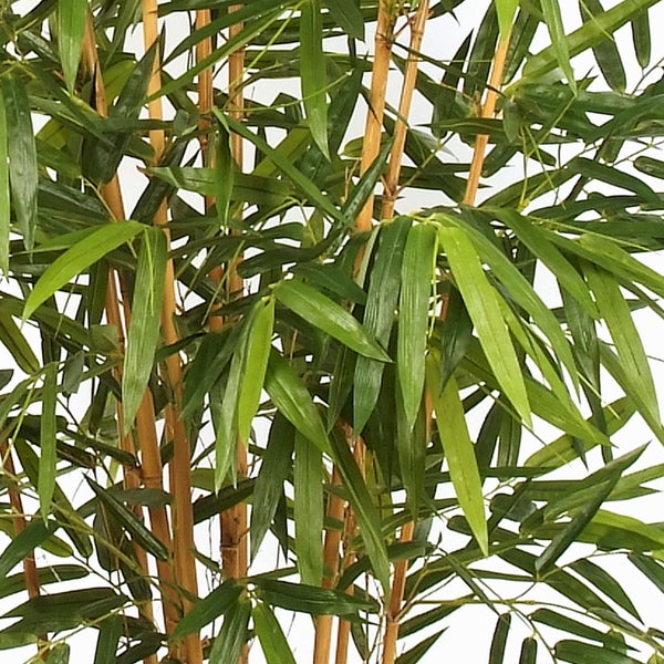 Künstliche Bambuspflanze mit grünen, länglichen Blättern und naturgetreuen braunen Halmen.