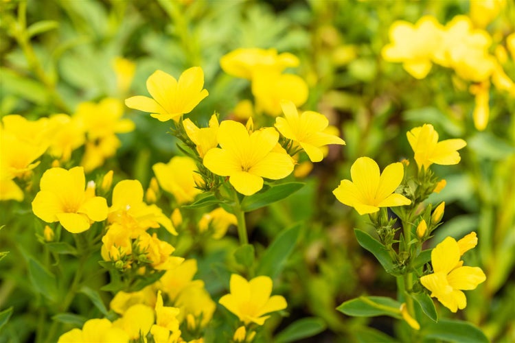 Linum flavum 'Compactum', Gold-Lein, gelb, ca. 9x9 cm Topf