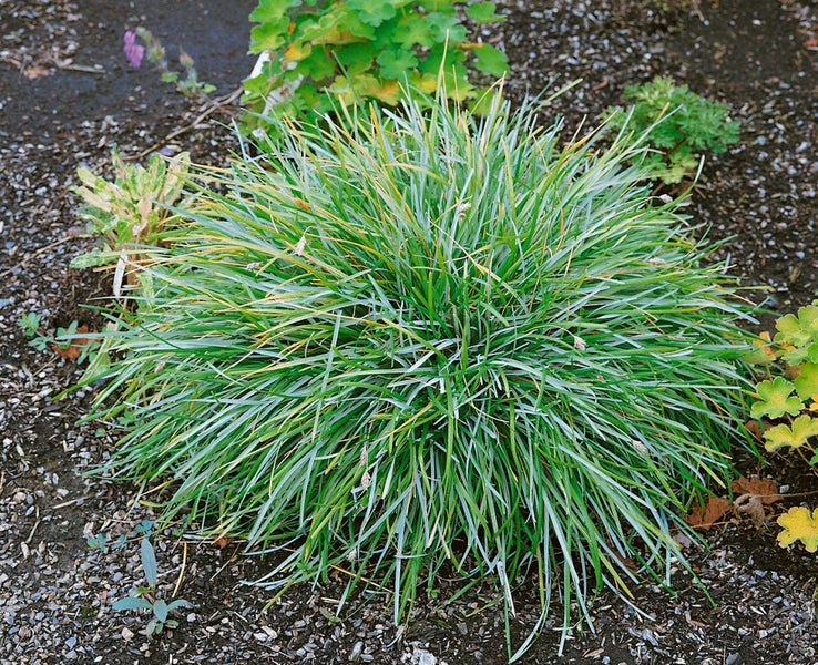 Sesleria albicans, Blaugras, ca. 9x9 cm Topf