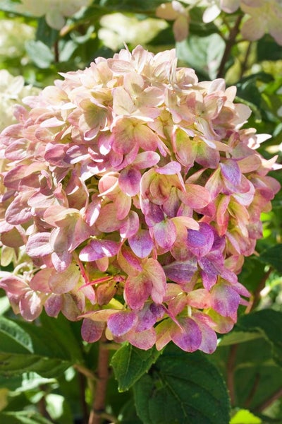 Hydrangea paniculata 'Little Lime', Rispenhortensie, grünlich-weiß, 40–60 cm