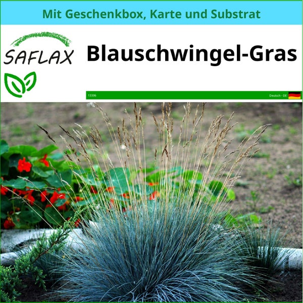 SAFLAX Geschenk Set - Blauschwingel-Gras - Festuca glauca - 50 Samen - Mit Geschenkbox, Versandaufkleber, Geschenkkarte und Anzuchtsubstrat