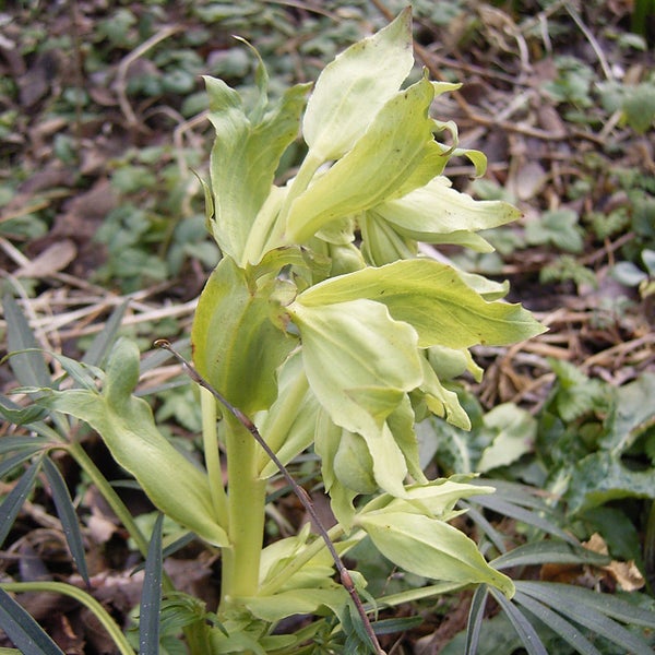 Nahaufnahme einer grünen Nieswurz Pflanze