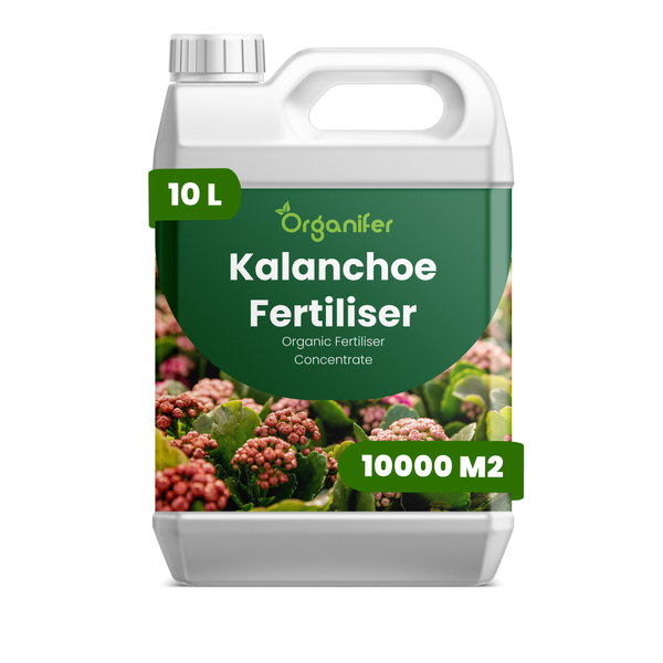 Organischer Kalanchoe-Dünger von Organifer, Konzentrat, 10 Liter Kanister für bis zu 10000 Quadratmeter.