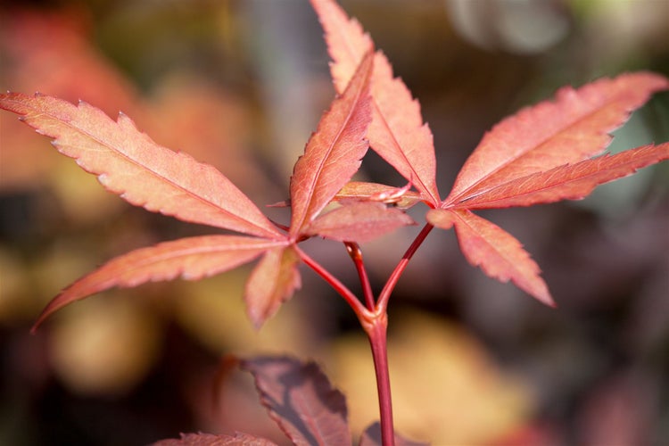 Acer palmatum 'Skeeters Broom', Japanischer Ahorn, 40–60 cm