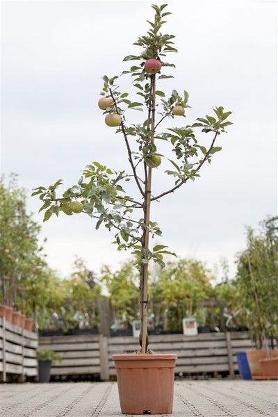 Malus 'Idared', Apfelbaum, 150–200 cm