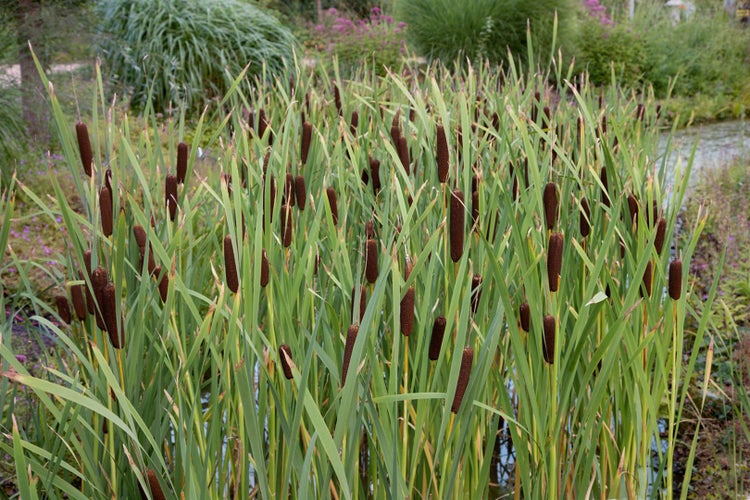 Typha minima, Zwergrohrkolben, ca. 9x9 cm Topf
