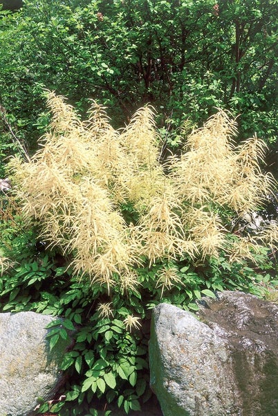 Aruncus dioicus, Wald-Geißbart, weiß, ca. 11x11 cm Topf
