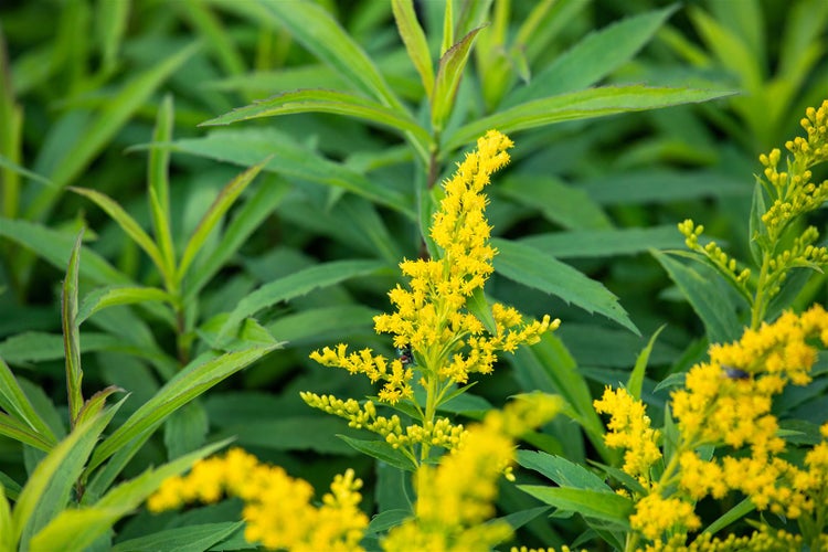 Solidago x cult. 'Goldkind', Goldrute, gelb, ca. 9x9 cm Topf