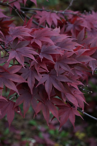 Acer palmatum 'Atropurpureum', Japanischer Ahorn, rotlaubig, 60–80 cm
