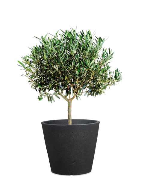 Scheurich C-Cone 30, Pflanzgefäß/Blumentopf/Pflanzkübel, rund,  aus Kunststoff Farbe: Stony Black, 28,5 cm Durchmesser, 24,3 cm hoch, 10 l Vol.