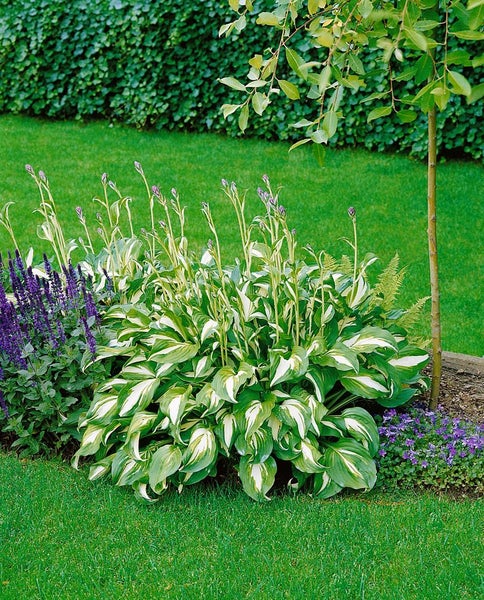 Hosta undulata 'Mediovariegata', Funkie, grün-weiß, ca. 11x11 cm Topf