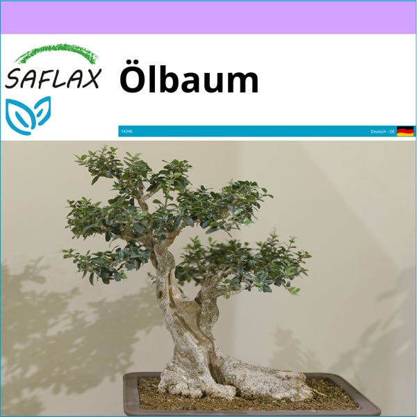 SAFLAX  - Ölbaum - Olea europea - 20 Samen