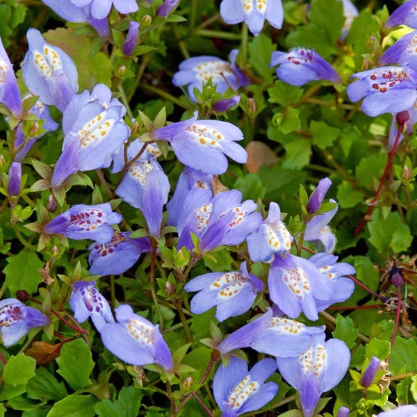 Blühendes Lippenmäulchen (Mazus reptans) als Bodendecker mit blauen Blüten und grünem Laub.