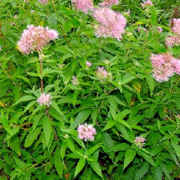 Bild einer Sumpf-Weidenaster Pflanze mit grünen Blättern und zartrosa Blüten.