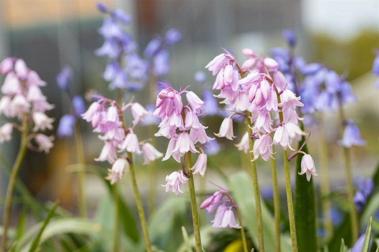 Hyacinthoides hispanica 'Rose Queen', Spanisches Hasenglöckchen, rosa, 2L Topf