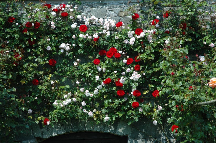 Rosa 'Dublin Bay', Kletterrose, leuchtend rot, 5-7,5 Liter Container