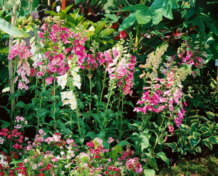 Digitalis purpurea 'Foxy', Fingerhut, rosa, ca. 9x9 cm Topf