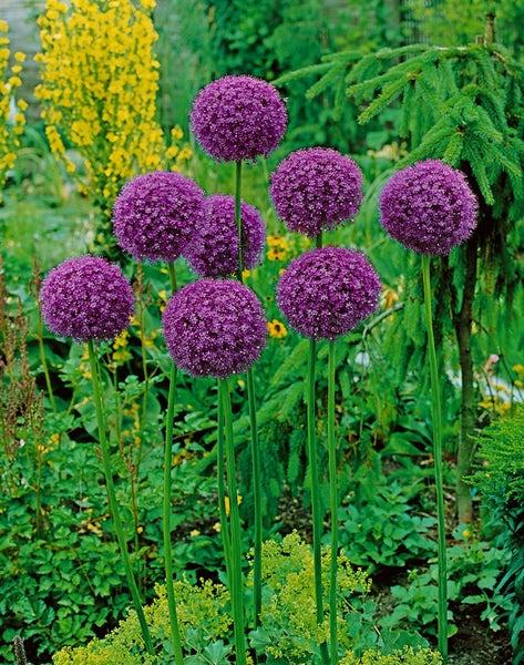 Allium giganteum, Riesenlauch, violett, 2-3 Liter Container