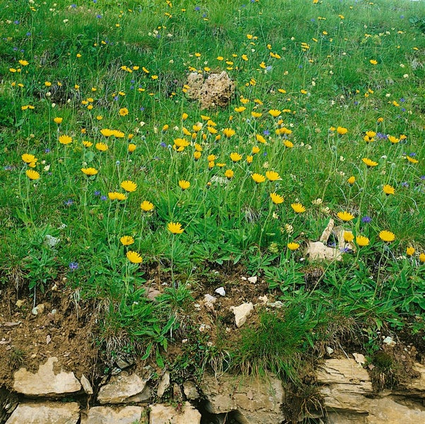 Hieracium pilosella, Habichtskraut, ca. 9x9 cm Topf, bodendeckend