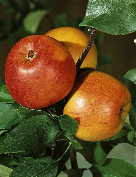 Drei reife Äpfel am Baum mit grünen Blättern