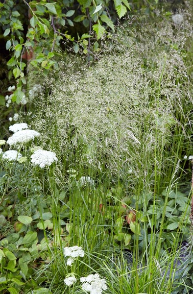 Wiesenrispengras im Garten mit Blumen